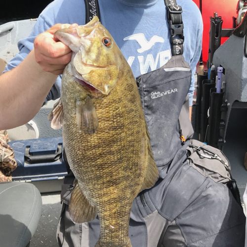 small mouth bass