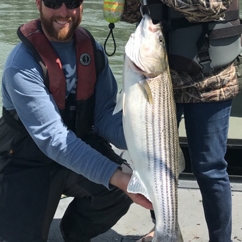 Striped Bass